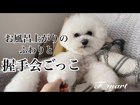 お風呂上がりのふわりと握手会ごっこしてみた　ｰビションフリーゼ犬ｰ