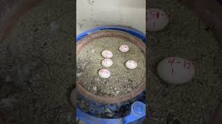 Replacing plastic egg #pigeon #racingpipigeons #birds #pigeonfan #kabootar #pigeonchampions #bird