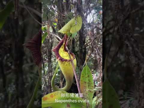 Nepenthes ovata 卵形猪笼草