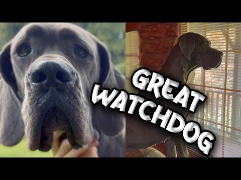 Great Danes - Great Watchdogs