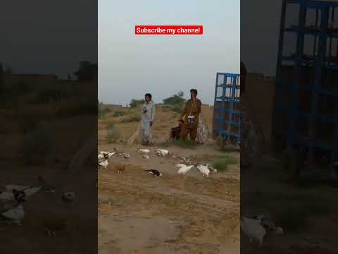 kabootar ki video. // #pigeon #pigeonbreeds #beautiful #whitepigeon #pigeontypes #shorts #kabootar