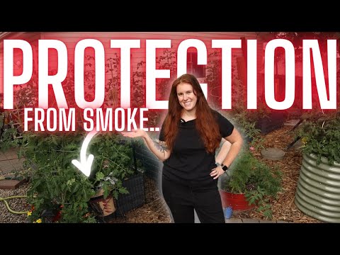 Does Forest Fire Smoke Harm Your Garden?