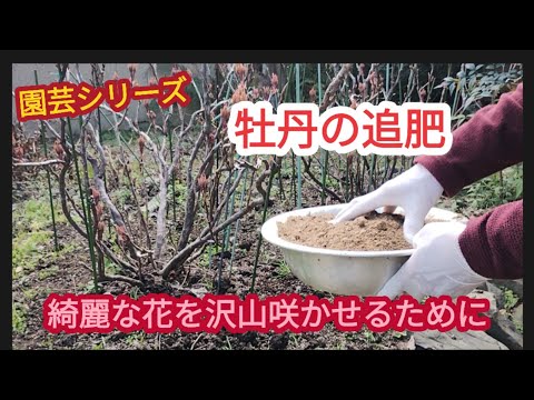 【綺麗な花を沢山咲かせる】2月の追肥は元気な花のために【園芸シリーズ】