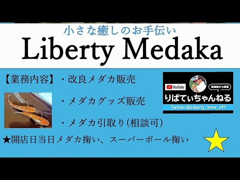 病気をしていて１１月に入りやっと歩けるようになったので仕事をする為…メダカ屋作り！！#メダカ #改良メダカ #メダカ屋 #開業 #めだか #メダカハウス #ビニールハウス #メダカ販売 #茨城メダカ