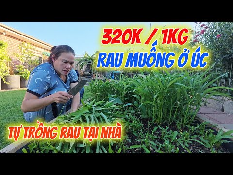 Rau muống ở Úc , Vườn rau mà triệu người Việt đi đâu cũng muốn mang theo bên mình