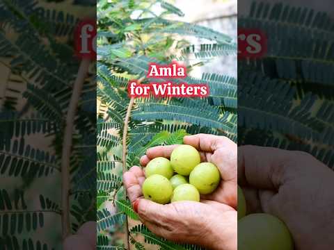 How to consume Amla in winters, Amla pickle recipe for winters #shorts #ayurveda