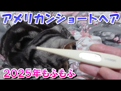 もふもふ猫と２０２５年のはじまり！（アメリカンショートヘア）