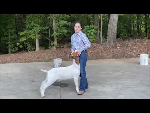 2020 4-H Farm Credit Virtual Showmanship Circuit Show #4 Goat Video Of The Week Savannah Shepard