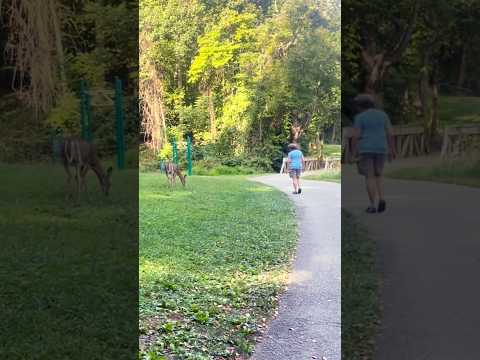 The deer and the lady each do their own businesses | Horizons_視野 | wildlife | white-tailed deer