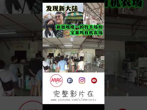 新加坡唯一的牧羊场Hay Diaries Goat Farm  | 宝莱坞有机农场 | 新加坡亲子地方 | 假日好去处 | Ahmiao Tv