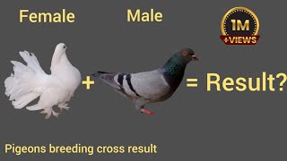 pigeon breeding cross result #fancypigeon #pigeon