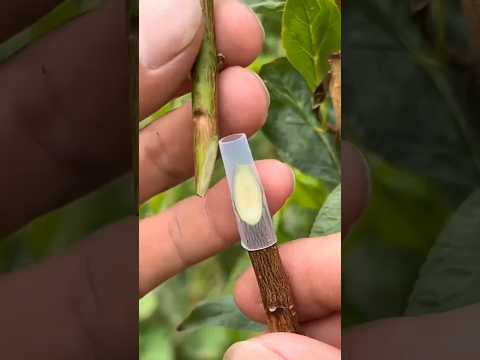 Casing  Grafting Method  #farming #agriculture