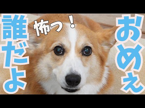 うちの愛犬がストーカーされてるようです