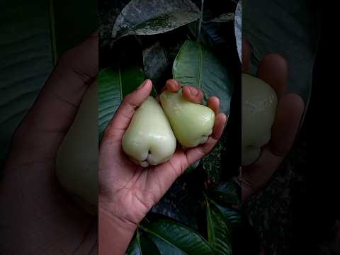 white chambakka😋🤍#gardendreams#chambakka #youtubeshorts#gardening #whiteapple#fruits #whitechambakka