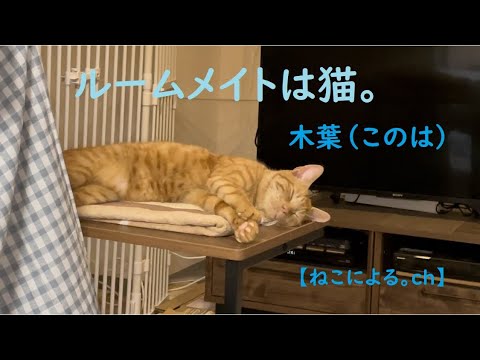 【ねこによる。ch】ルームメイトは猫。木葉（このは）epi.1