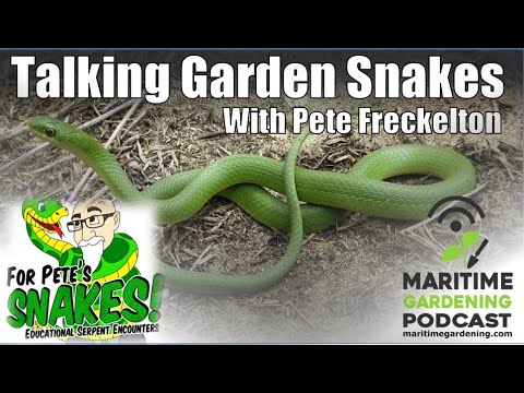 Talking Garden Snakes with Pete Freckelton