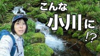 【渓流釣り】誰も来ない小さな沢が、大イワナの楽園だった | 極小の沢にも魚はいる！