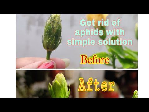 How to make homemade pesticide for aphids or mealybug | Black Insects on plants | #aphids #mealybugs