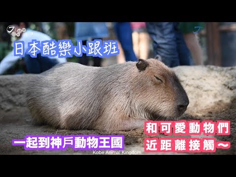 【日本酷樂小跟班】神戶動物王國特輯～～可愛到爆炸的水豚君～我來拉～～