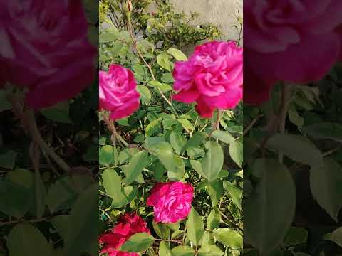 #rose flower #roof top