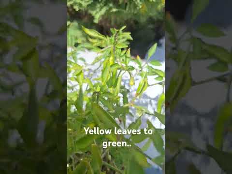 Yellow leaves to green leaves this is the secret to help you plant #pepper #garden