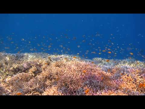 Colorful Corals