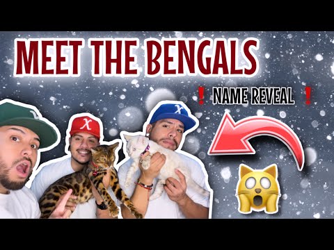 OUR LAST AND FINAL PET NAME REVEAL ❗️ #NameReveal #polyamorous #vlog #throuple #BengalCats #Begnals