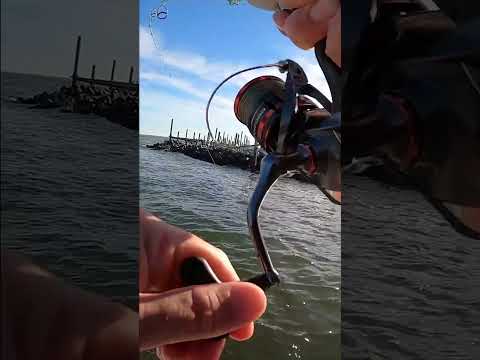 Easy Sheepshead fishing on rock jetties #shorts  #fishing  #fish