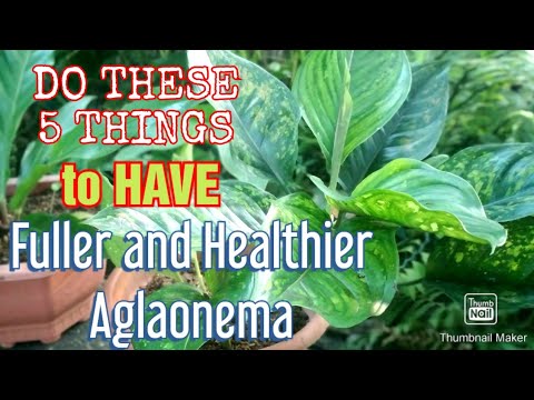 5 Basic Aglaonema Care Tips Only a Handful of Plant Parent Knows About