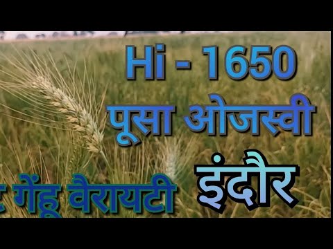 🌾पुसा ओजस्वी hi-1650 pusa ojaswi सरबती किस्म 2023