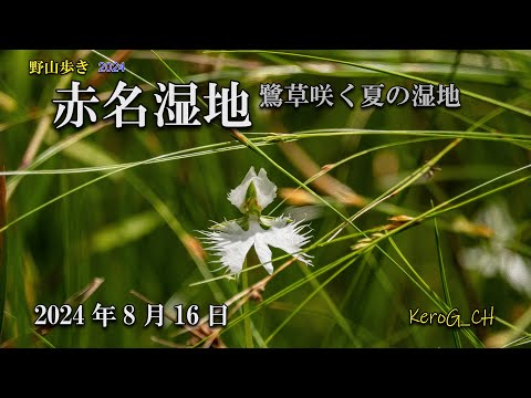 RX10M4【赤名湿地－鷺草咲く夏の湿地－】野山歩き2024