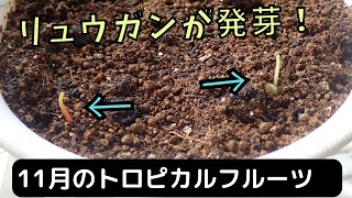 【リュウガンが発芽！】11月のトロピカルフルーツの様子