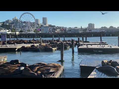 Fishermans Wharf Sea Lions