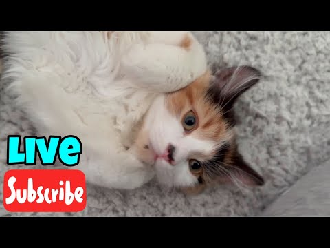 Happy Caturday - Live Stream