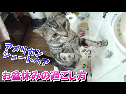 猫のお盆休みの過ごし方　（アメリカンショートヘア）