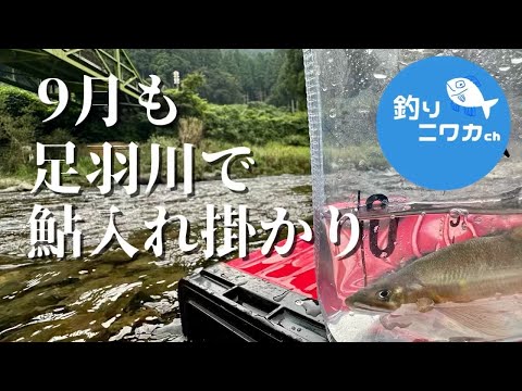 9月も足羽川で入れ掛かり！【9月7日】