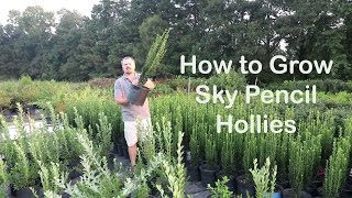 How to grow Sky Pencil Hollies. The easy upright evergreen shrubs.