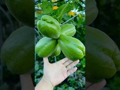 Chayote Growth in 10 Days 佛手瓜多胞胎长多快？