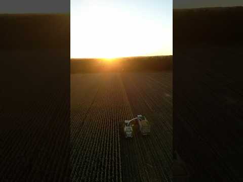 Maisernte im Sonnenuntergang 🤩 #farming #landwirtschaft #fendt #agriculture #2024 #maisernte #farm