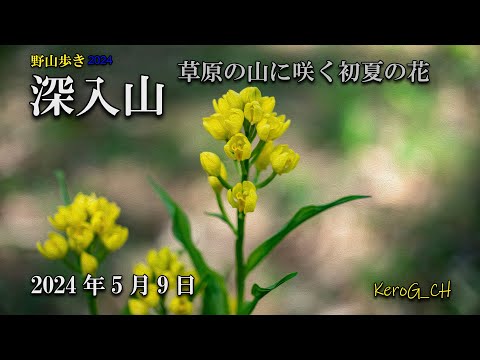 insta360X4【深入山－草原の山に咲く初夏の花－】野山歩き2024