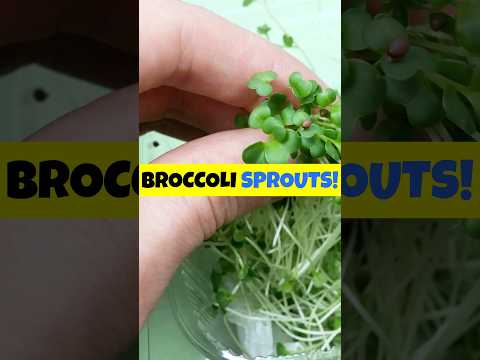 Why Broccoli Sprouts Are a Must-Have for a Healthy Diet!