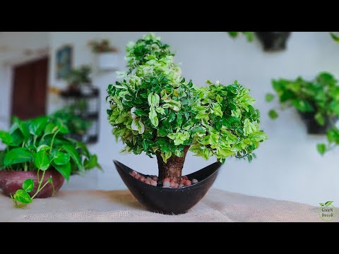 How to Make DIY Small Tree Using Unique Plant | Growing Indoor Plants Like a Tree Shape//GREEN DECOR