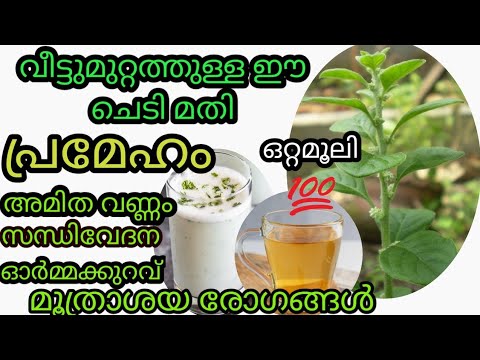 പ്രമേഹത്തിനും സന്ധിവേദനക്കും ഈ ഇല മതി.health benefits of cheroola/cheroola using for Sugur/Surmies