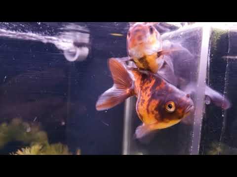 Demon slayer music no copyright - KOI aquarium Background