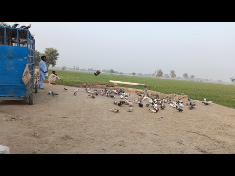 pigeon show // pigeon race in South Punjab