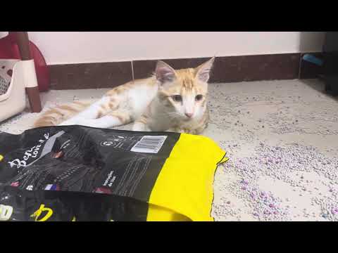 Cat obsessed with his litter | adorable cat doing funny things