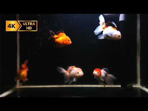 4K Relaxing Aquarium Music for Deep Sleep | Dream Aquarium to Beat Stress & Find Peace