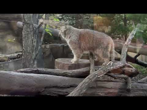 Bol the Pallas's cat