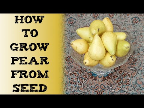 How to grow a Pear Tree from Seed 如何用种子种植梨树 बीज से बाबूगोशा का पौधा उगाएं Cómo cultivar perales