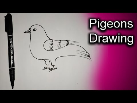 See How Pigeons Are Drawing | Drawing Episode 1 | Rupkothar Golpo